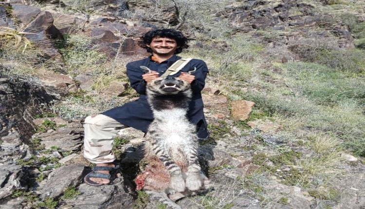 شاب شعيبي يواجه حيوان مفترس في وادي بنا بالشعيب ببسالة ويرديه قتيلاً شاب شعيبي يواجه حيوان مفترس في وادي بنا بالشعيب ببسالة ويرديه قتيلاً