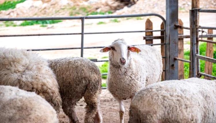 10 شروط ذبح الأضحية واجبة.. لضمان الحصول على الأجر كامل