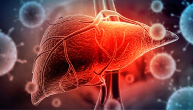 إنجاز علمي جديد في تجديد الكبد وعلاج أمراضه