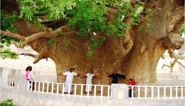 "بالصور"شجرة الغريب في تعز تنشق إلى نصفين بشكل مفاجئ وتثير دهشة السكان