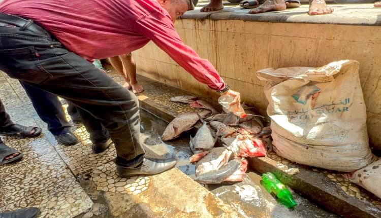 هيئة المصائد السمكية في صيرة تضبط كمية من الأسماك المتعفنة وتتلفها