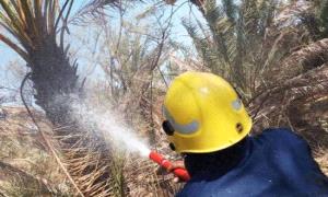 الدفاع المدني بسقطرى ينجح في إخماد حريق بستان نخيل 

