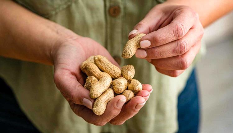 80 حبة فول سوداني يومياً.. وصفة طبيعية للوقاية من هذا المرض