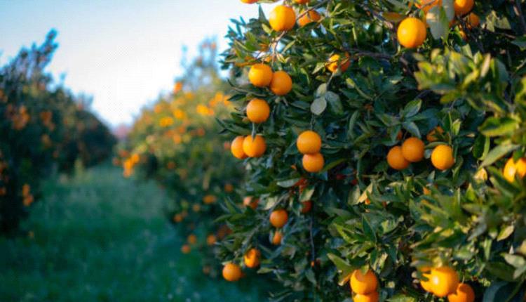 ماذا يحدث لجسمك عند تناول برتقال 