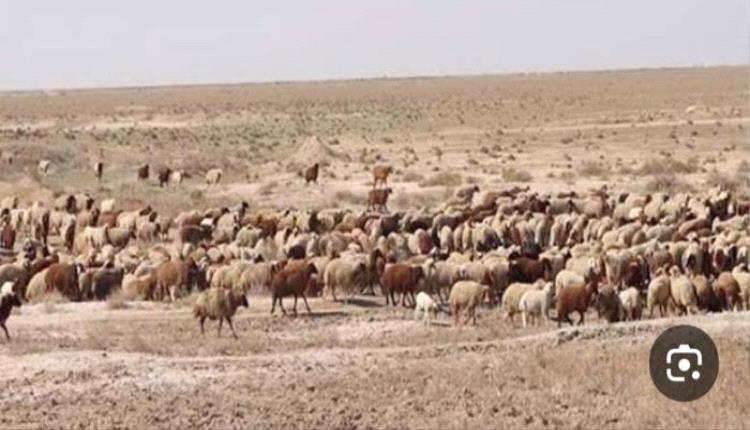 انفـ.ـجار قذيـ.ـفة من مخلفات مليـ.ـشيا الحو.ثي يتسبب ببتر قدم راعية أغنام في الجوف
