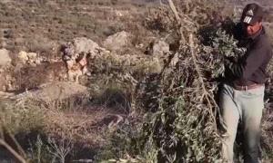 بأوامر سموتريتش.. إسر.ائيل تزيل 6300 شجرة زيتون في الضفة الغربية