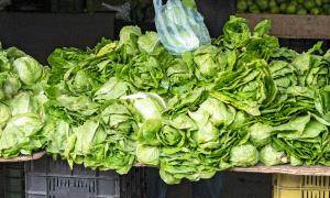 الخس.. "صيدلية خضراء" لترطيب الجسم وتحسين جودة النوم