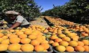 

قيود الحو.ثيين وتراجع التصدير يهددان محصول برتقال الجوف بالانهيار


