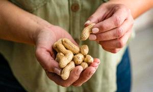 80 حبة فول سوداني يومياً.. وصفة طبيعية للوقاية من هذا المرض