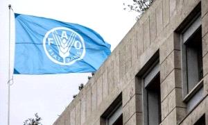 الفاو تطلب تمويلاً بقيمة 86 مليون دولار لمواجهة الأزمة الغذائية في اليمن