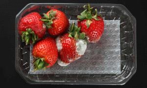 هل ثمرة توت متعفنة تفسد محتوى العبوة كاملا؟.. 