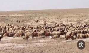 انفـ.ـجار قذيـ.ـفة من مخلفات مليـ.ـشيا الحو.ثي يتسبب ببتر قدم راعية أغنام في الجوف