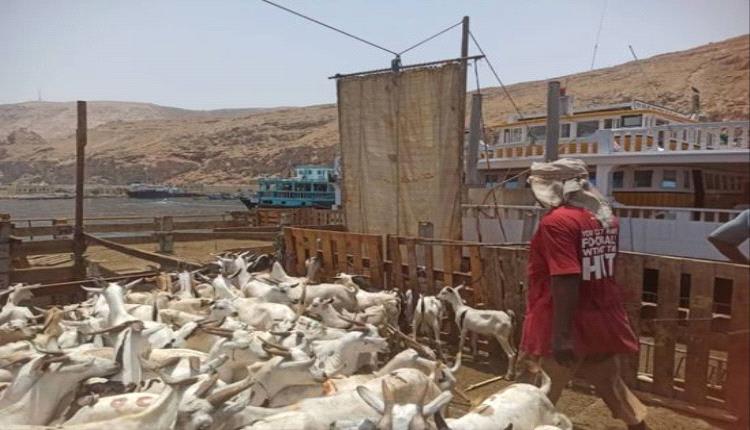 وصول آلاف رؤوس الأغنام إلى ميناء المكلا استعداداً لعيد الأضحى

