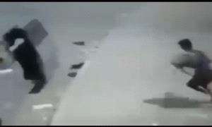 احذروا الفوكسي الرمادي: سارق الأضاحي يثير فزعًا في عدن! 
