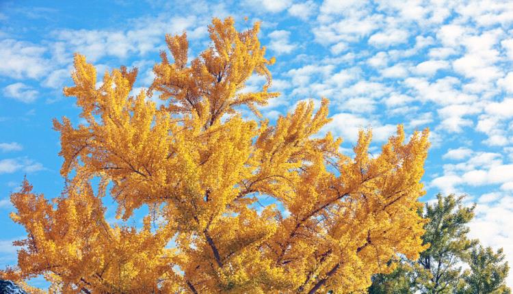 أشجار من عصر الديناصورات تخنق كاليفورنيا برائحة "كريهة"!