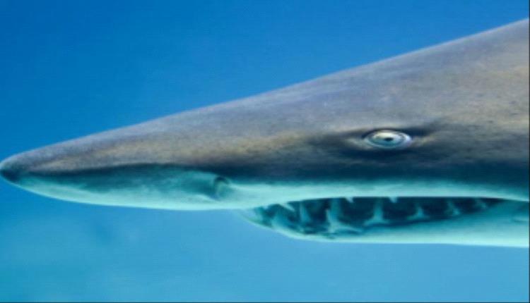 تحذيرات في عدن بعد رصد سمكة قرش ضخمة في بحر البريقة
