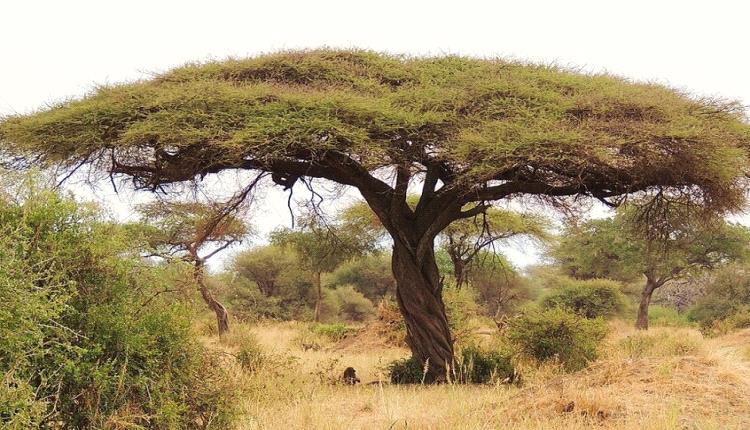"سنط المظلة.. الشجرة التي تنمو بقوة عندما تموت الطبيعة عطشا!