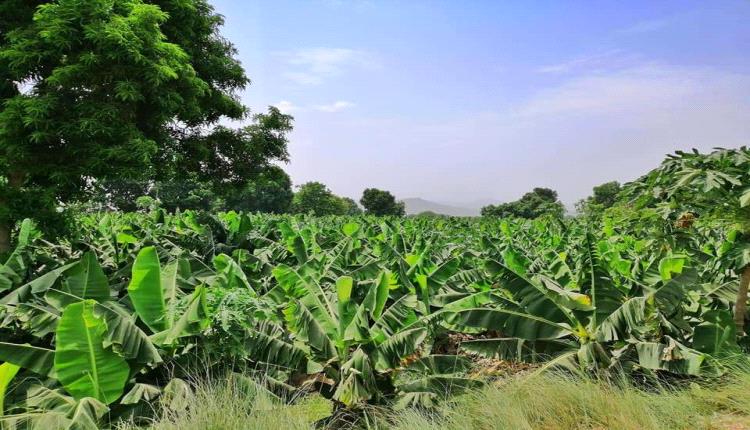 حريق ضخم يدمّر مزارع الموز في أبين
