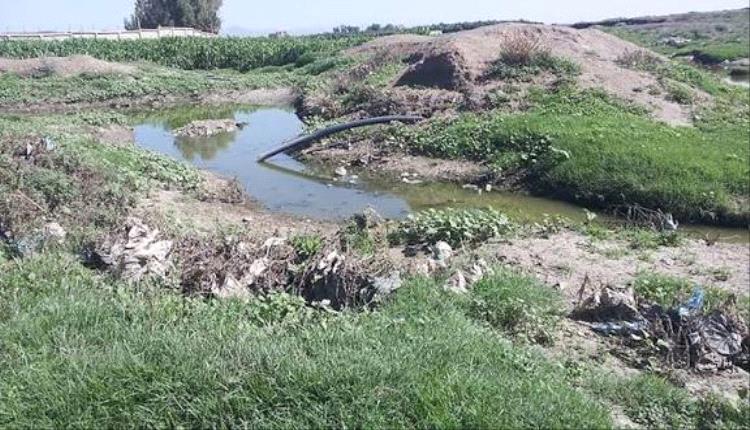 كارثة مروعة.. ري مزارع الخضروات بمياه الصرف الصحي في إب