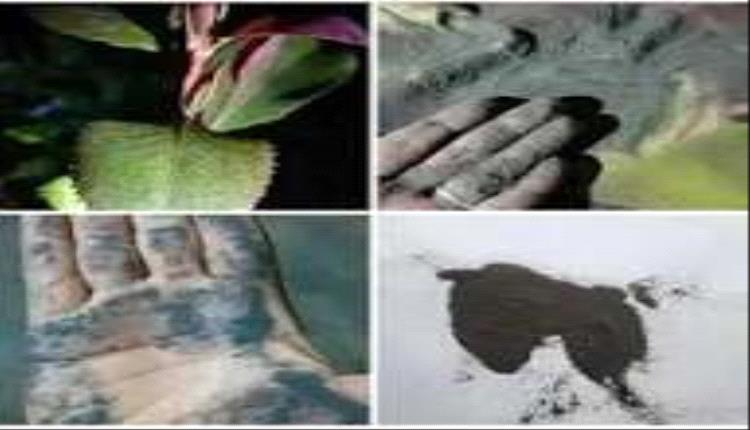 قات ملوّث بالبراكين.. خطر يهدد المستهلكين

