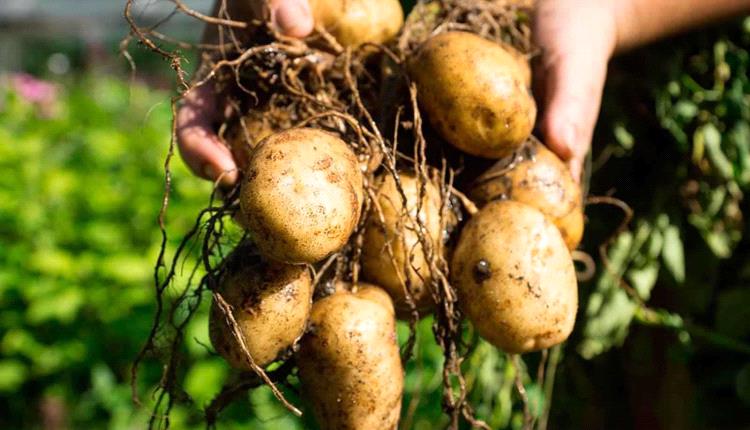 غنية بالفيتامينات.. نفايات البطاطا كنز للعناية بالبشرة