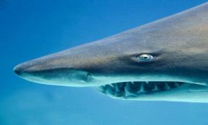 عقب ظهور سمكة قرش ضخمة .. تحذيرات من السباحة في بحر البريقة بعدن