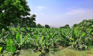 حريق ضخم يدمّر مزارع الموز في أبين
