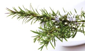 مركب في إكليل الجبل يساعد على التئام الجروح