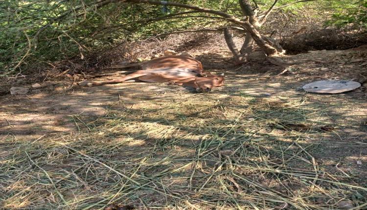 مليش،،يات الحو،،ثي تستهدف منازل المواطنين في مديرية مقبنة غرب تعز بالقذائف 