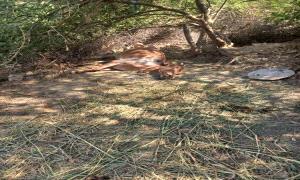 مليش،،يات الحو،،ثي تستهدف منازل المواطنين في مديرية مقبنة غرب تعز بالقذائف 