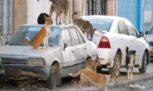 مصدر صحي يكشف عن احصائية صادمة .. الكـ.ـلاب الضـ.ـالة تفـ.ـتك بمئات الاطفال في هذه المحافظة!