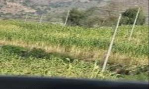 الحو،،ثيون يحوّلون كابلات الاتصالات المنهوبة إلى تجارة نحاس