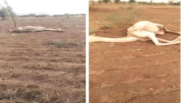 صاعقة المـ,ـوت في الحديدة.. البرق يلتهم راعياً و5 من إبله في مشـ,ـهد مـ,ـرعب!