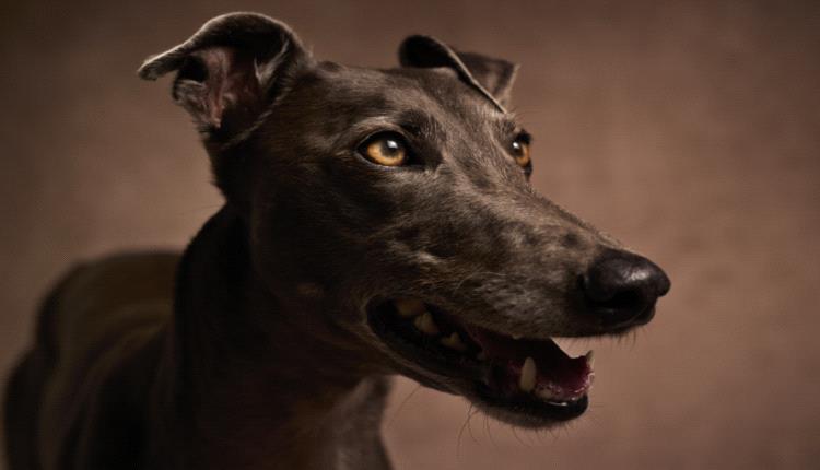 أسباب صحية خفية وراء عدوانية الكلاب