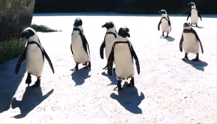 «الإمبراطور» يواجه الانقراض