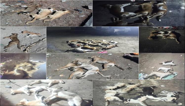 حملة في خور مكسر تقضي على 70 كلبًا ضالًا في عدد من الأحياء

