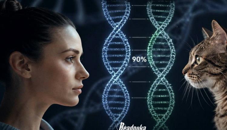 خبير: البشر والقطط أقارب بالجينات