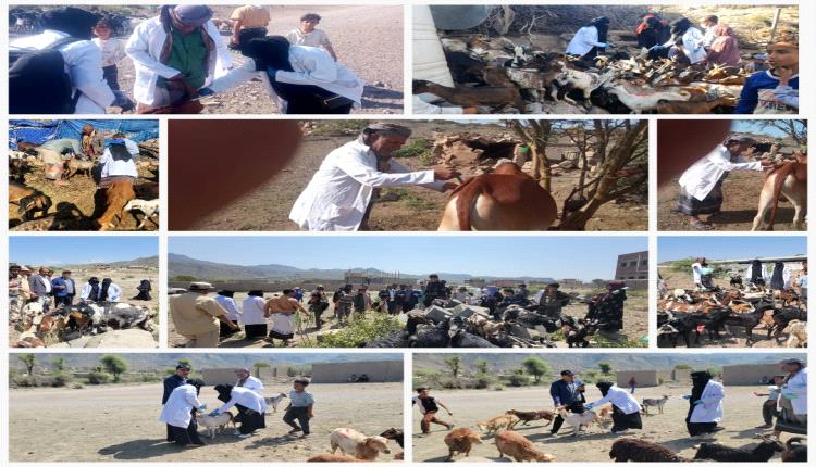 الشاعري وأبو هدال يدشنان حملة تطعيم الحيوانات في عزل وقرى مديرية قعطبة، لحماية الثروة الحيوانية