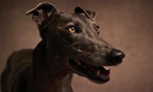 أسباب صحية خفية وراء عدوانية الكلاب