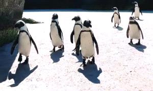 «الإمبراطور» يواجه الانقراض