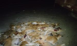 حملة تسميم الكلاب الضالة في بروم ميفع تحقق نجاحا كبيرا في يومها الأول