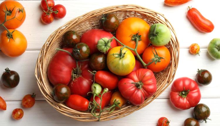 علاج الكبد الدهني.. نتائج غير متوقعة لتناول الطماطم يوميا
