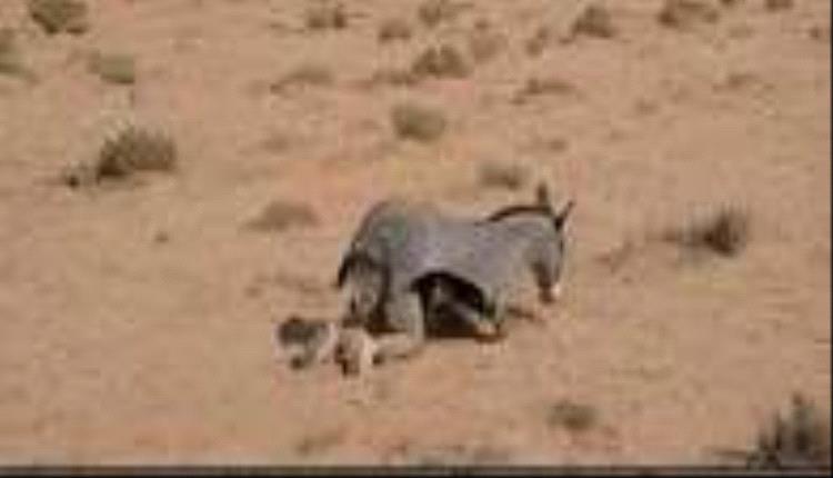 الحو.ثيون يتنكرون بجلود الحيوانات هربًا من المسيّرات"صورة"