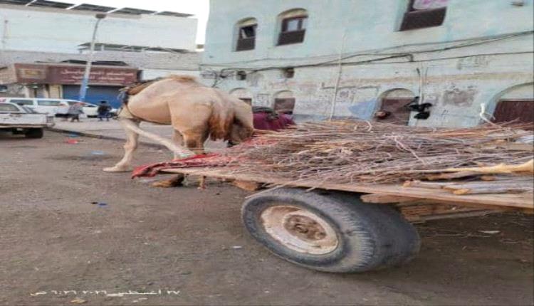 عودة نشاط بائعي الحطب في العاصمة عدن بسبب أزمة الغاز المنزلي