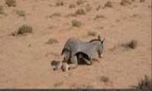 الحو.ثيون يتنكرون بجلود الحيوانات هربًا من المسيّرات"صورة"
