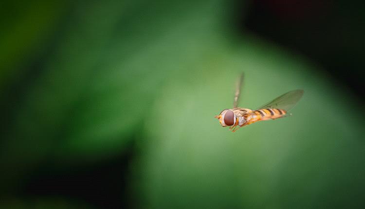 "صمت غامض" للحشرات يهدد مستقبل الإنسان