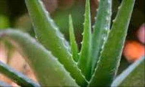مركبات في الآلوفيرا قد تسهم في إبطاء ألزهايمر