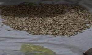 كتيبة أمن منفذ الوديعة تُحبط تهريب آلاف الحبوب المـ.ـخدرة المتجهة للسعودية