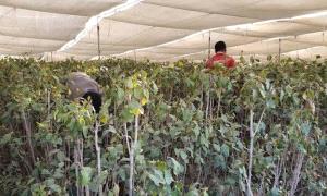 حملة اختطافات تطال مزارعي القات في إب 