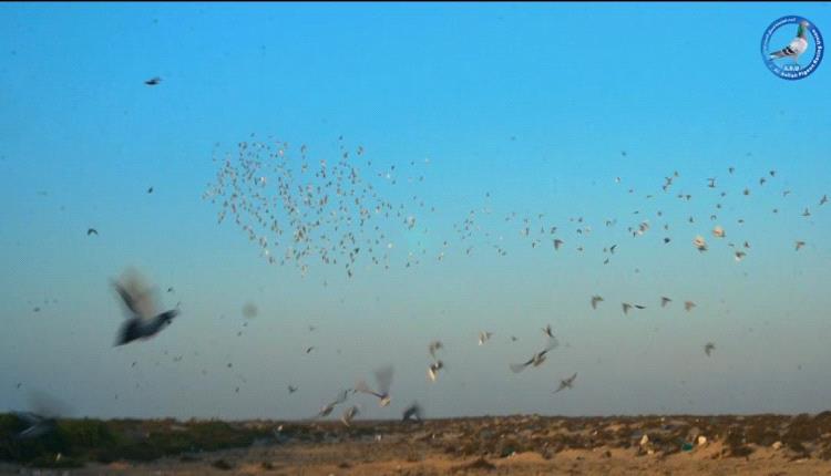 انطلاق فعاليات سباق الحمام الزاجل في محافظة شبوة
